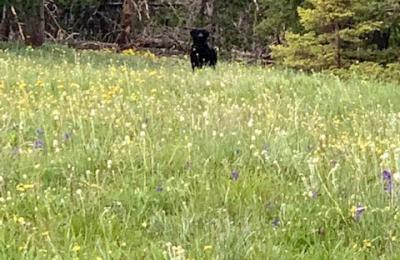 James Liebman’s 2019 Hike Along the Continental Divide Trail